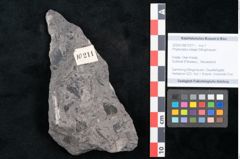 Foto (Objekt + Etikett) von Phyllocladus integer Ettingshausen (NHMW-GEO-2024-0188-10211)